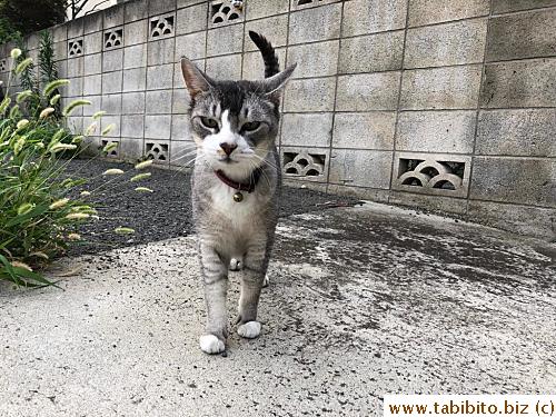 Nana, not a stray cat, is the Queen in our neighborhood. She hissed at Efoo every time she saw him