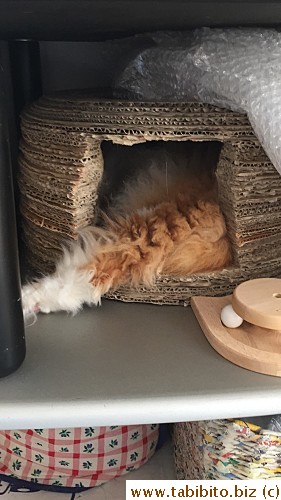 Efoo absolutely loved this DIY round cardboard house