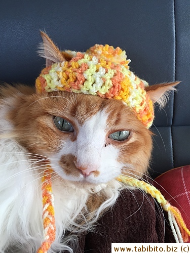 Crocheted a cap for sister's cat,