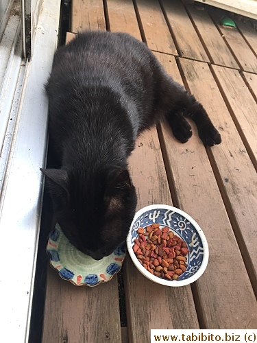 BC, a neighborhood stray cat, has been around for many years