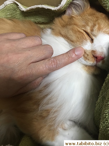 KL liked stroking his whiskers