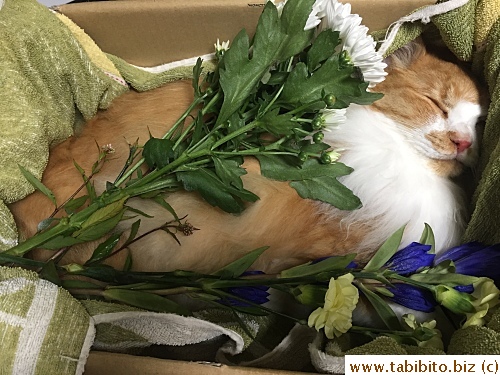 I'm glad Efoo looked so at peace at the end