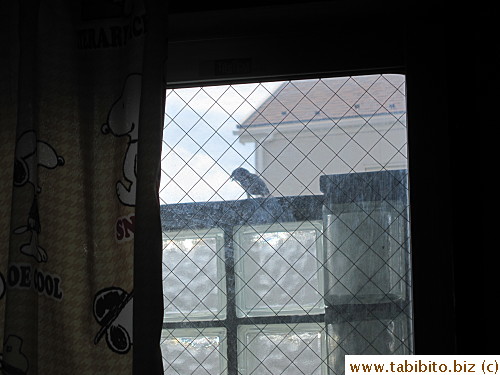 seek it out. The bird finally took off through the side gap in the balcony