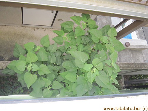 with copious amount of foliage