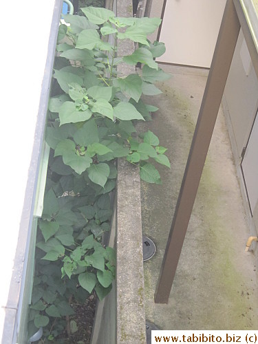 Another one grew just like that outside the kitchen