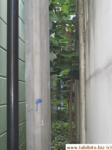 It grew into a respectable 'trunk'