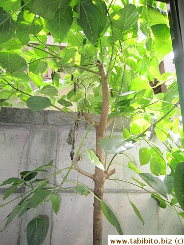 This 'tree' outside our dining room started off as a teeny tiny WEED
