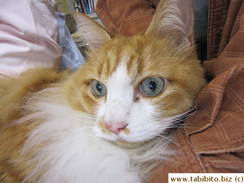 Efoo never uttered a sound for any needle pricks, x-rays and echo. He was a very good boy till the end