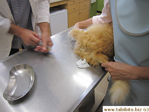 I believe it did more harm than good to his body. I don't think I can allow this procedure on our future cats