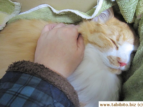 petting him the last time