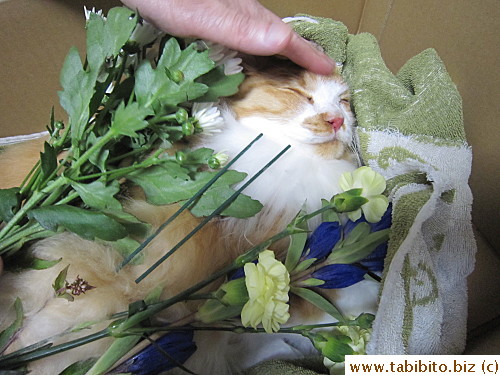 KL petted his head one final time